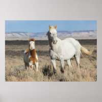 Chevaux sauvages chez eux dans le bassin de Sandwa
