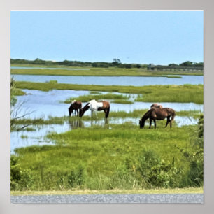 Poster Chevaux sauvages d'Assateague