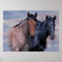 Chevaux sauvages Imprimer
