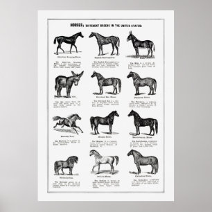 Poster Chevaux se reproduit