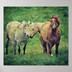 Poster Chevaux stupides