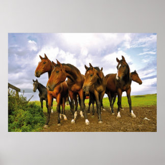 Poster Chevaux sur le terrain