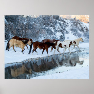 Poster Chevaux traversant le ruisseau