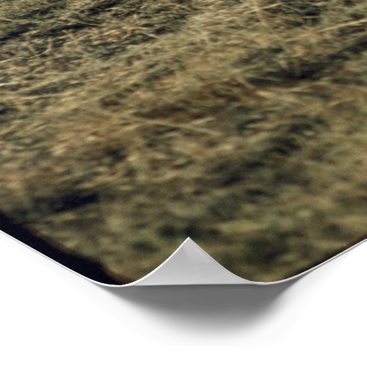 Poster Chevaux vintages (Coin)