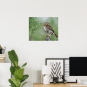 Poster Chevêchette brune, Glaucidium brasilianum, 3 (Bureau à domicile)