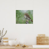 Poster Chevêchette brune, Glaucidium brasilianum, 3 (Cuisine)