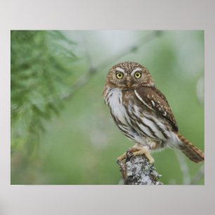 Poster Chevêchette brune, Glaucidium brasilianum, 3