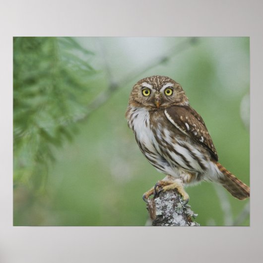 Poster Chevêchette brune, Glaucidium brasilianum, 3 (Devant)