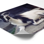 Poster Chèvre (Coin)