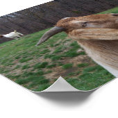 Poster Chèvre (Coin)