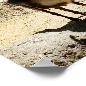 Poster Chèvre (Coin)