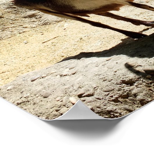 Poster Chèvre (Coin)
