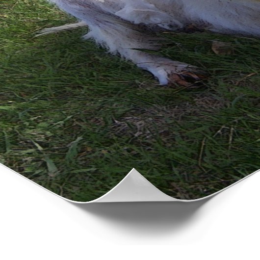 Poster Chèvre à corne bouillie (Coin)