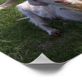 Poster Chèvre à cornes frisées (Coin)