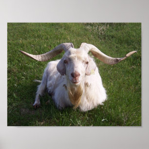 Poster Chèvre à cornes frisées