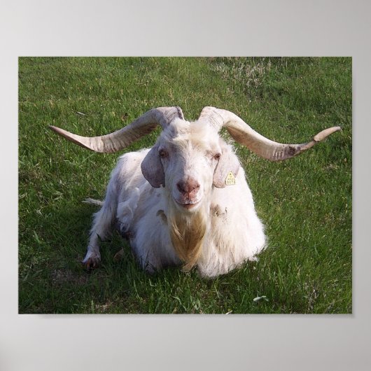 Poster Chèvre à cornes frisées (Devant)