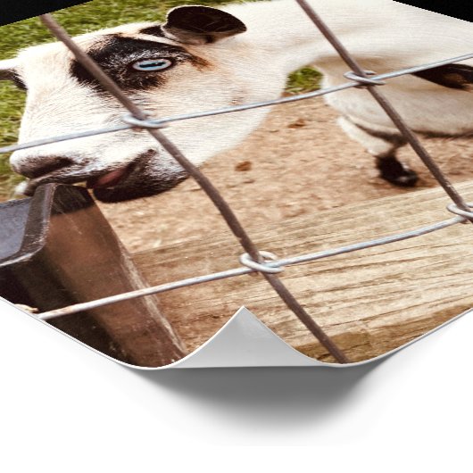 Poster chèvre aux yeux bleus (Coin)
