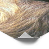 Poster Chèvre bébé (Coin)