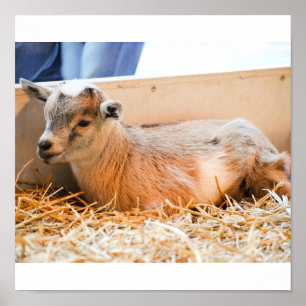 Poster Chèvre bébé