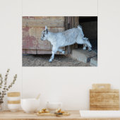 Poster Chèvre Bébée Blanche Quittant La Grange (Cuisine)