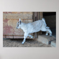 Chèvre Bébée Blanche Quittant La Grange