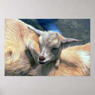 Poster Chèvre de bébé