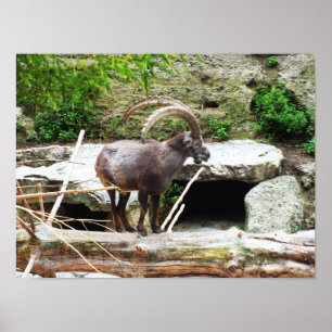 Poster Chèvre de montagne