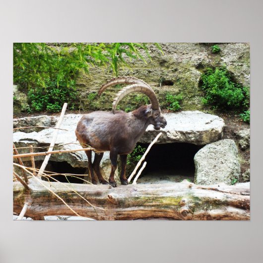 Poster Chèvre de montagne (Devant)