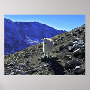 Poster Chèvre de montagne