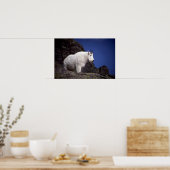 Poster Chèvre de montagne (gros mâle) (Cuisine)