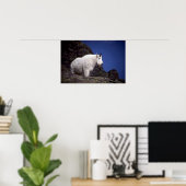 Poster Chèvre de montagne (gros mâle) (Bureau à domicile)