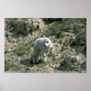 Poster Chèvre de montagne rocheuse de bébé