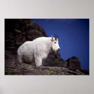 Poster Chèvre de montagne rocheuse (grand mâle)