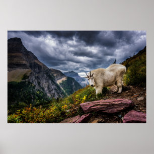 Poster Chèvre des montagnes Rocheuses