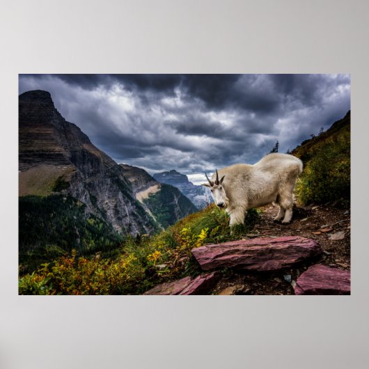 Poster Chèvre des montagnes Rocheuses (Devant)