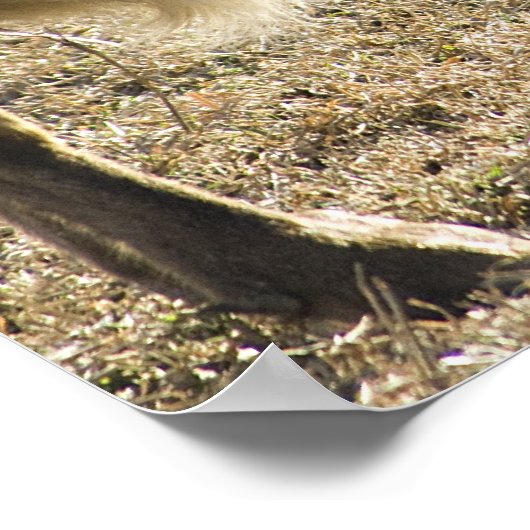 Poster Chèvre et son bébé Imprimer (Coin)