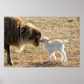 Poster Chèvre et son bébé Imprimer (Devant)