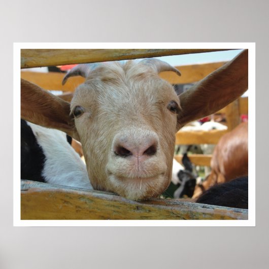 Poster Chèvre mignonne (Devant)