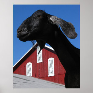 Poster Chèvre noire et grange rouge