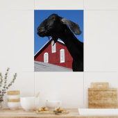 Poster Chèvre noire et grange rouge (Cuisine)