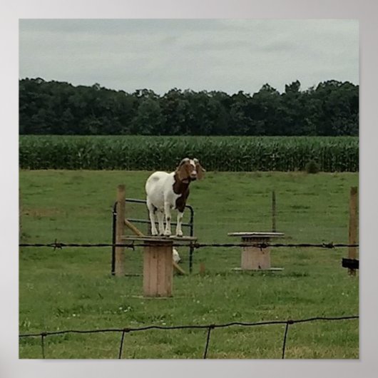 Poster Chèvre sur une ferme (Devant)
