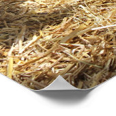 Poster Chèvres Bain de soleil (Coin)