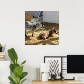 Poster Chèvres Bain de soleil (Bureau à domicile)