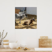 Poster Chèvres Bain de soleil (Cuisine)