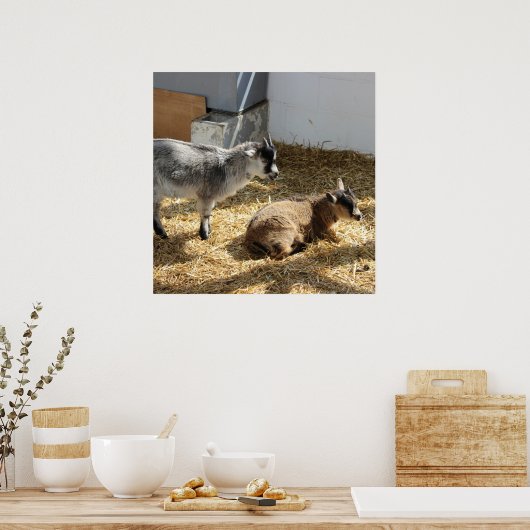 Poster Chèvres Bain de soleil (Cuisine)