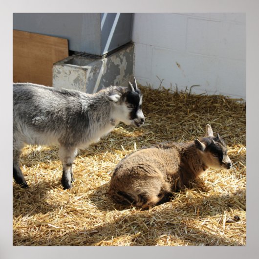 Poster Chèvres Bain de soleil (Devant)