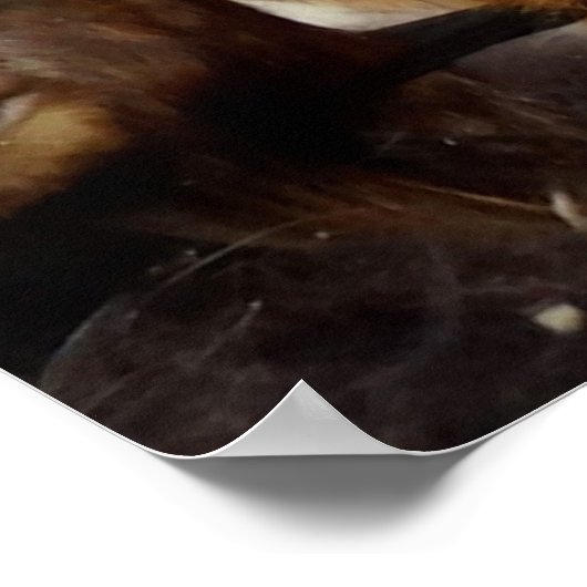 Poster Chèvres mongoles (Coin)