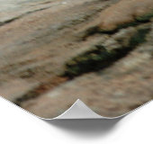 Poster Chèvres sauvages (Coin)