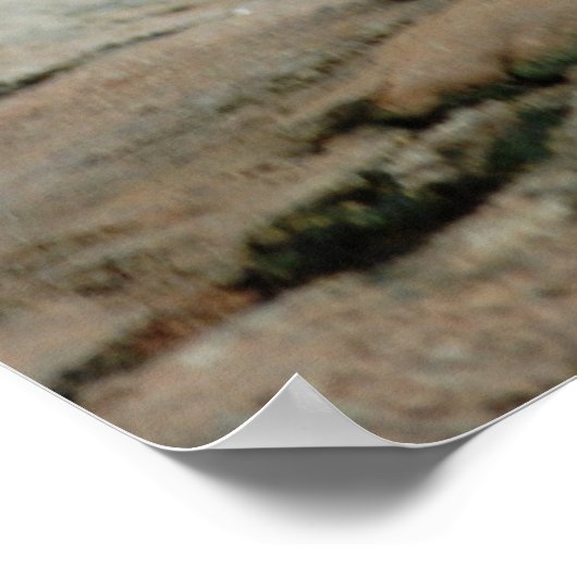 Poster Chèvres sauvages (Coin)