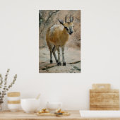 Poster Chèvres sauvages (Cuisine)